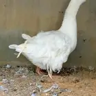 ذكر وز مفتل توب