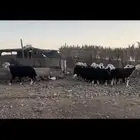 مراح نجد