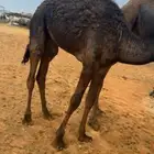 حشوان للبيع على لبن أم ته وبرسيم