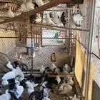 حمام رقاص في مطير