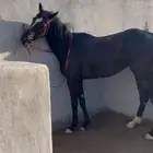 فرس للبيع أنجليزيه