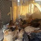 للبيع فراريج