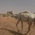 ناقه لقحه على فحل منتج