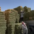 برسيم صافي اود ناعم لون وورق