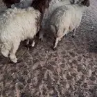 رخال ضهور واطراف تمايم