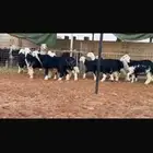 عرض بيع رخال جذعات