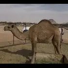 بكرة عمره سنتين للبيع