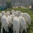 ذبايح حريات فل زبدة نظاف