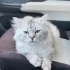 قط ذكر للتبني