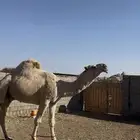 بعير للبيع