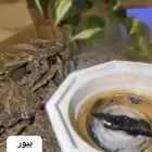 اعواد طبيعيه واعواد محسنه واعواد صناعيه وعطور وبخور