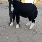 خروف نجدي فآخر مشروع فحل
