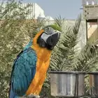 مكاو بلو اند قولد