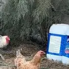 دجاج بارهم وشرط الصحة والبيض