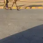 بعير