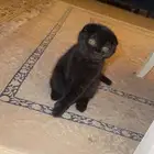 قطة للتبني