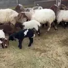 للبيع رغايث نعيم جروم كفو