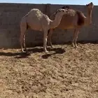 قعدان كفو للبيع