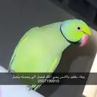 ببغاء مفقود بحي الملك فيصل الرياض باليوم الوطني الظهر الثلا