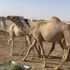 بكره شقحا كفو