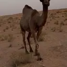 لقحه للبيع