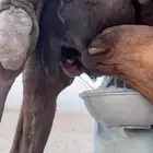 مجهم والقعود مفرود عداوه حليب ام 80