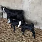 عنز متاوم