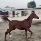 مهره شعبيه شيخهه