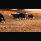 عرض بيع رخال جذعات فاخره