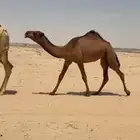 بكره حقه صفراء كفووو