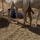 للبيع قعود وبكره قصب طايشات شحم