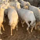 غنم حريه مراح السوم 900