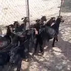 10تيوس ذبايح