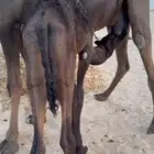 للبيع قعود مجهم