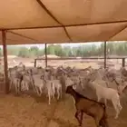 يوجد تيوس للبيع مطعمه ومحصنه ومرابي