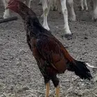 ديك سندي مستوى طيب
