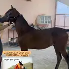 مهر بطولات