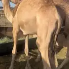 قعدان مفاريد كفو