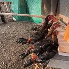 ديوك ياباني عمر 6 شهور