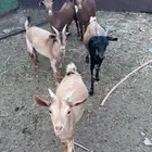خمس عنقان