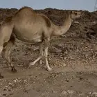 ناقه اركه كفو للبيع