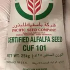 بذور برسيم باسفيك CUF101 مغلف