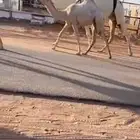 عرض نادر عشرا وضحا رمانيه حدرها بكره تماميه