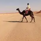 للبيع رحول ابل مجهم