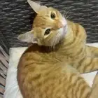 قط ذكر لتبني مجروحه فيدها من قزاز اللي بيهتم في عمرو 5