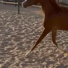 مهره فاخره