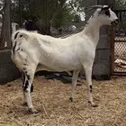 عنز بيشيه صنف الصنف دافع