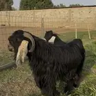 تيس عارضي وتيس حبشي صنف الصنف