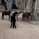 سواكن مرابي