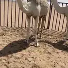 بكره وضحاء طيبه